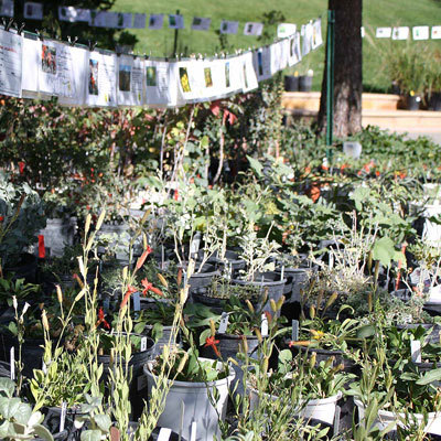Red Butte Garden Fall Plant Sale